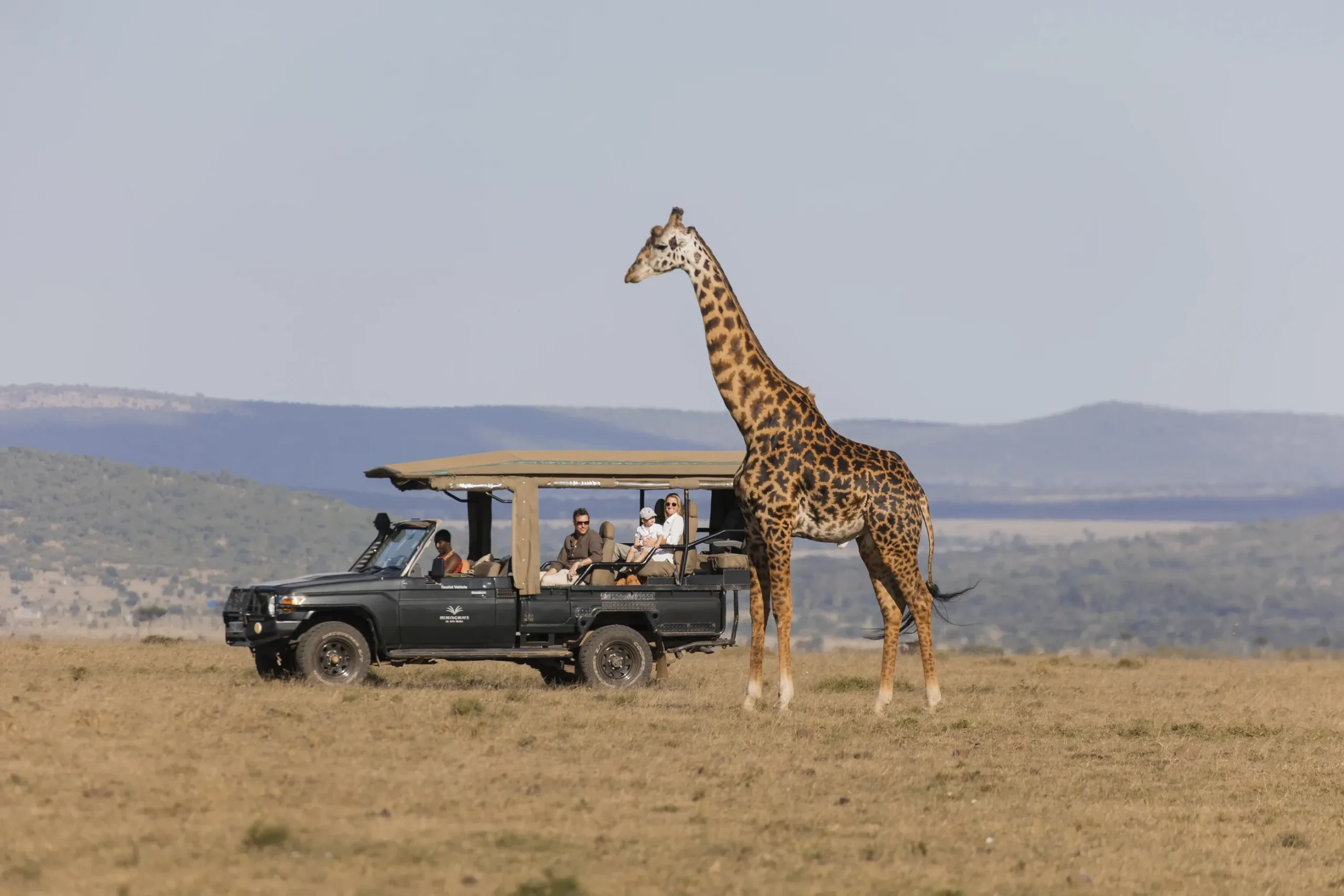 animals-in-the-wild-reticulated-giraffes-samburu