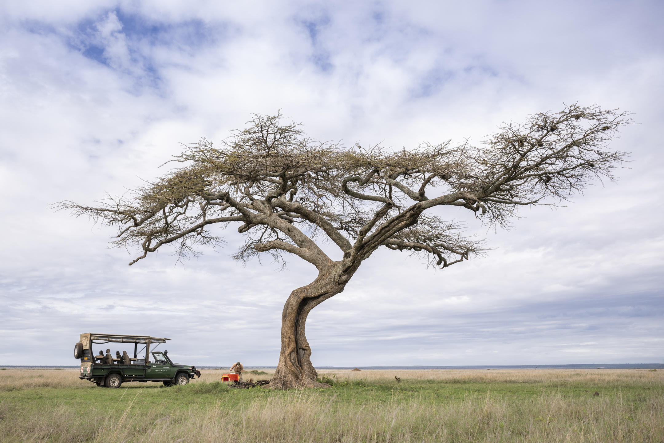 animals-in-the-wild-reticulated-giraffes-samburu
