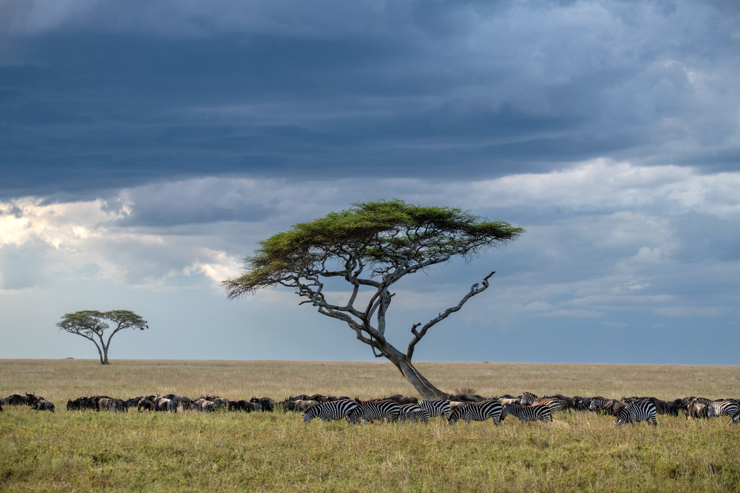 african-plains-zebra-family-on-the-dry-brown-savannah