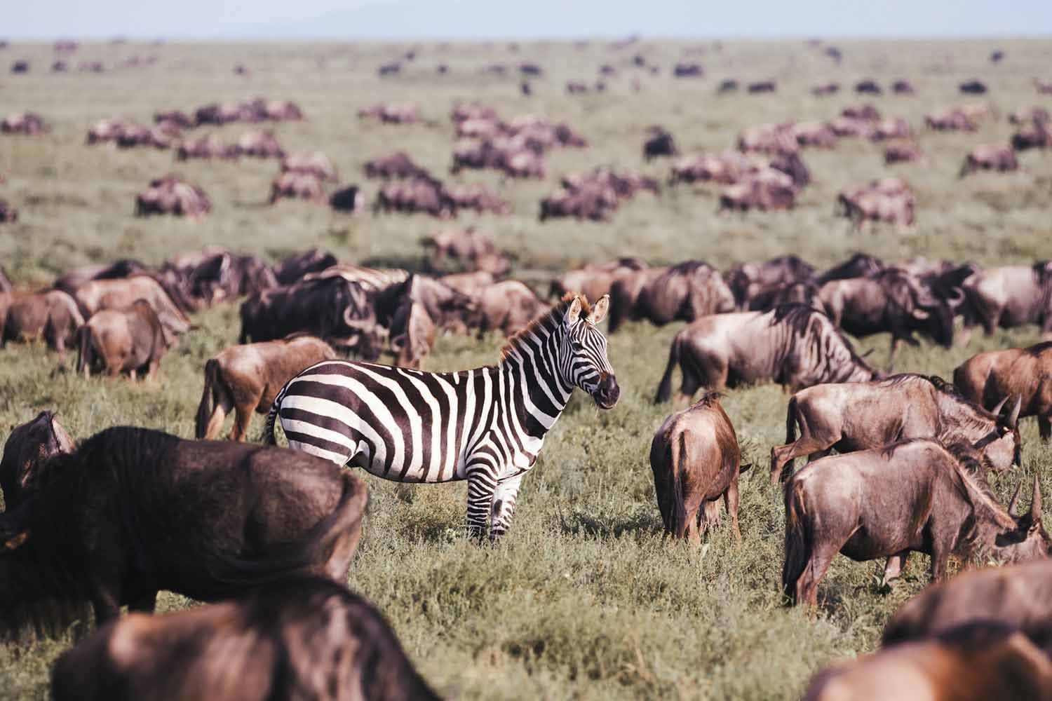 adult-woman-and-a-safari-guide-leaning-out-looking