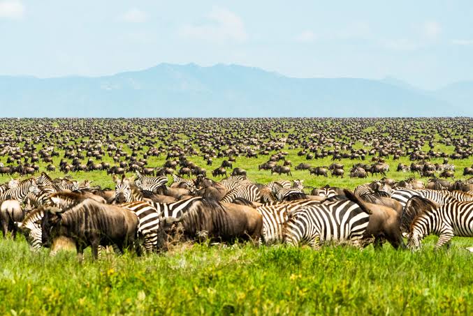animals-in-the-wild-reticulated-giraffes-samburu